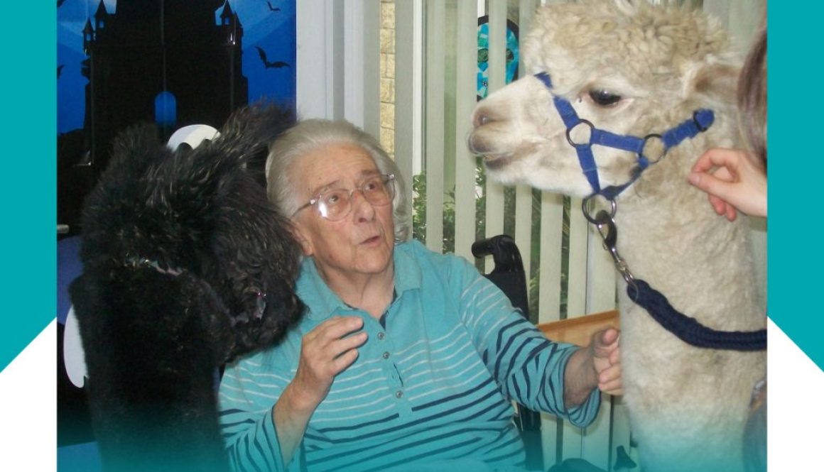 alpaca visit news